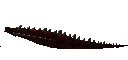 Black Dragon